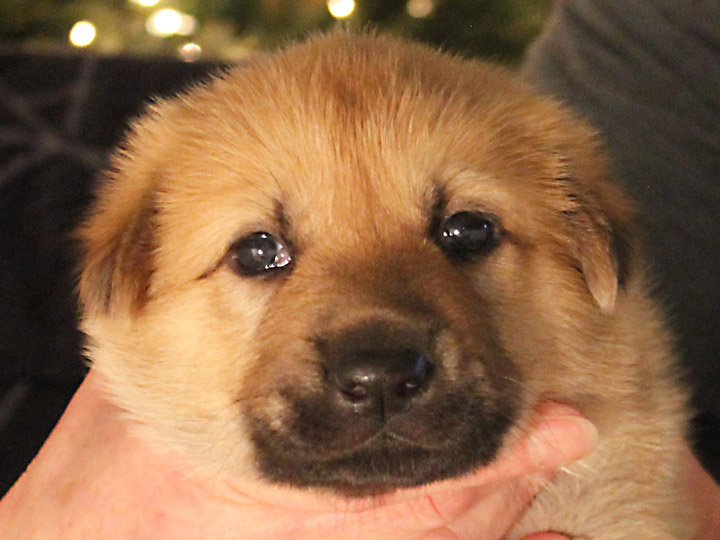 chinook puppy